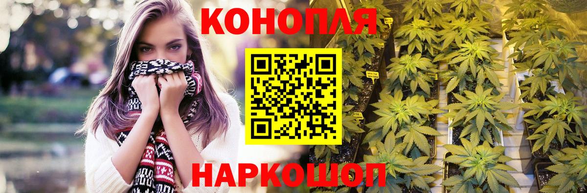 Конопля гибрид Гурьевск
